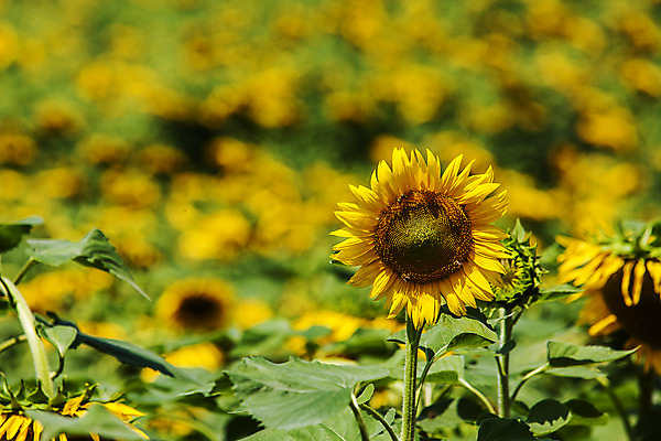 포토 JPG 주간 해바라기 사람없음 야외 아웃포커스 경상남도 함안 국내포토 자연요소 꽃 촬영기법 경상도 파일형식