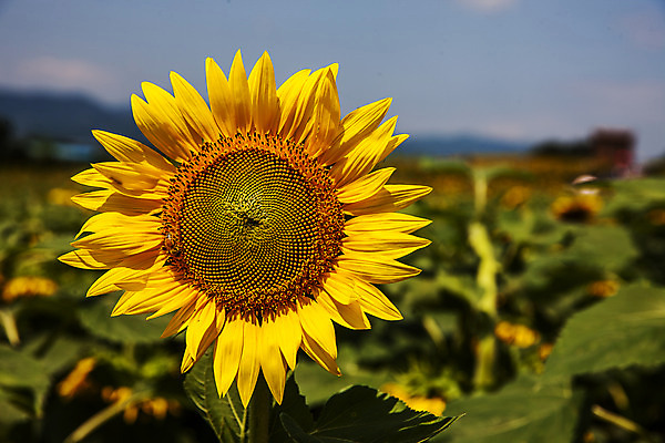 포토 JPG 주간 하늘 해바라기 사람없음 야외 아웃포커스 경상남도 함안 국내포토 자연요소 꽃 촬영기법 경상도 파일형식