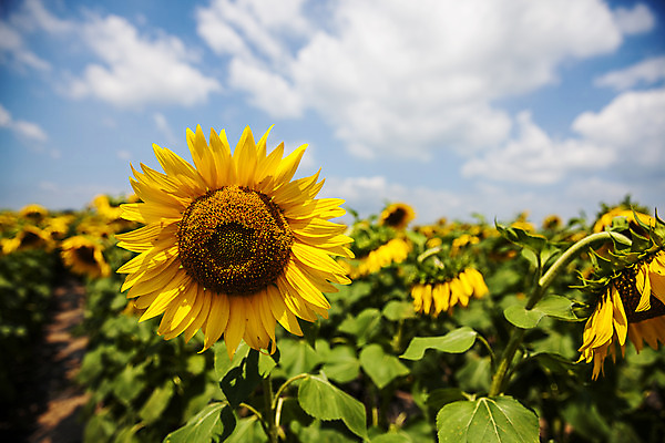 포토 JPG 주간 구름 하늘 해바라기 사람없음 야외 경상남도 함안 국내포토 자연요소 꽃 경상도 파일형식