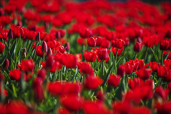포토 JPG 주간 화초 사람없음 야외 튤립 소프트포커스 충청남도 태안 국내포토 자연요소 식물 꽃 촬영기법 충청도 파일형식