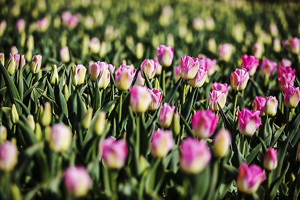 포토 JPG 주간 화초 사람없음 야외 아웃포커스 튤립 충청남도 태안 국내포토 자연요소 식물 꽃 촬영기법 충청도 파일형식