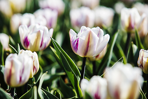 포토 JPG 주간 화초 근접촬영 사람없음 야외 아웃포커스 튤립 충청남도 태안 국내포토 자연요소 식물 꽃 뷰포인트 촬영기법 충청도 파일형식