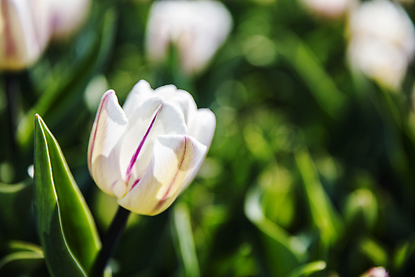 포토 JPG 주간 화초 근접촬영 사람없음 야외 아웃포커스 튤립 충청남도 태안 국내포토 자연요소 식물 꽃 뷰포인트 촬영기법 충청도 파일형식