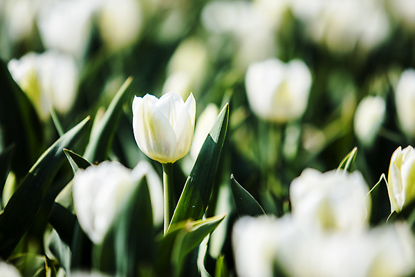 포토 JPG 주간 화초 사람없음 야외 아웃포커스 튤립 충청남도 태안 국내포토 자연요소 식물 꽃 촬영기법 충청도 파일형식