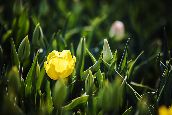 포토 JPG 주간 화초 사람없음 야외 아웃포커스 튤립 충청남도 태안 국내포토 자연요소 식물 꽃 촬영기법 충청도 파일형식