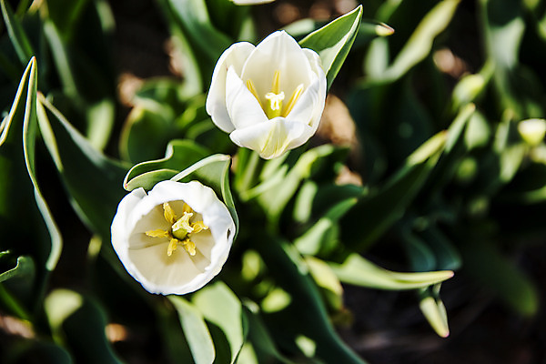 포토 JPG 주간 화초 사람없음 야외 아웃포커스 튤립 충청남도 태안 국내포토 자연요소 식물 꽃 촬영기법 충청도 파일형식
