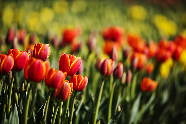 포토 JPG 주간 화초 사람없음 야외 아웃포커스 튤립 충청남도 태안 국내포토 자연요소 식물 꽃 촬영기법 충청도 파일형식
