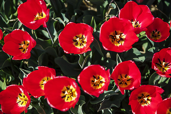 포토 JPG 주간 화초 사람없음 야외 튤립 충청남도 태안 국내포토 자연요소 식물 꽃 충청도 파일형식