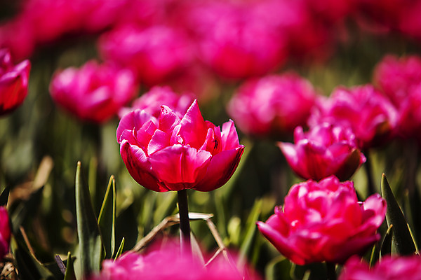 포토 JPG 주간 화초 사람없음 야외 아웃포커스 튤립 충청남도 태안 국내포토 자연요소 식물 꽃 촬영기법 충청도 파일형식