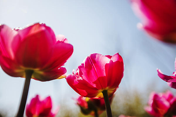 포토 JPG 주간 화초 하늘 근접촬영 사람없음 야외 튤립 충청남도 태안 국내포토 자연요소 식물 꽃 뷰포인트 충청도 파일형식