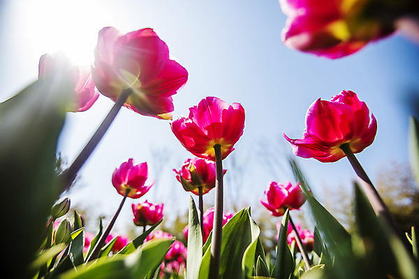 포토 JPG 주간 화초 로우앵글 하늘 사람없음 야외 빛 튤립 충청남도 태안 국내포토 자연요소 식물 꽃 뷰포인트 충청도 파일형식