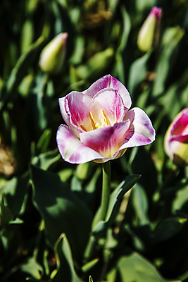 포토 JPG 주간 화초 사람없음 야외 아웃포커스 튤립 충청남도 태안 국내포토 자연요소 식물 꽃 촬영기법 충청도 파일형식