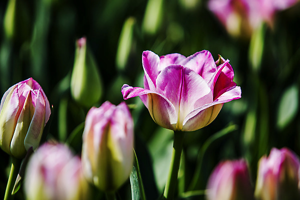 포토 JPG 주간 화초 사람없음 야외 아웃포커스 튤립 소프트포커스 충청남도 꽃봉오리 태안 국내포토 자연요소 식물 꽃 촬영기법 충청도 파일형식