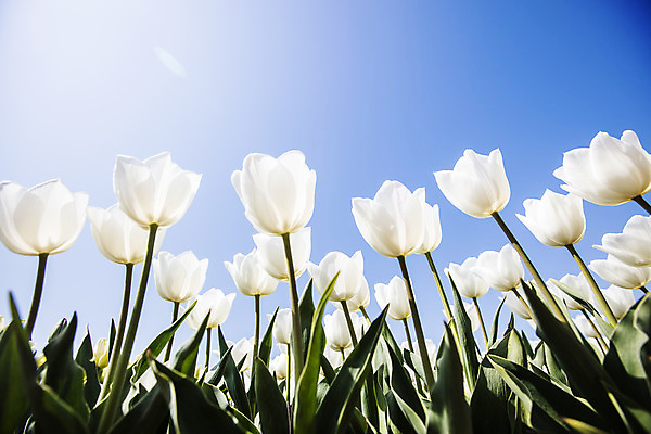 포토 JPG 주간 화초 로우앵글 하늘 사람없음 야외 튤립 충청남도 태안 국내포토 자연요소 식물 꽃 뷰포인트 충청도 파일형식