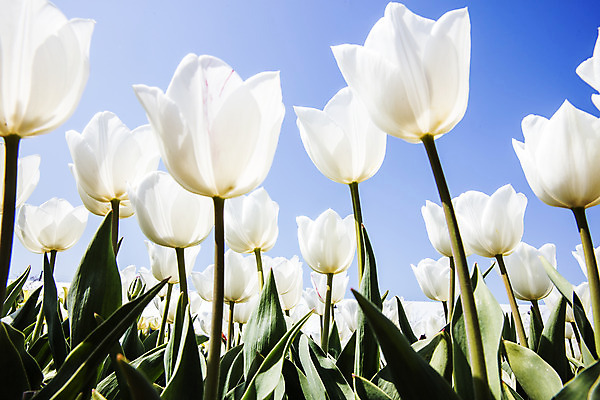 포토 JPG 주간 화초 로우앵글 하늘 근접촬영 사람없음 야외 튤립 충청남도 태안 국내포토 자연요소 식물 꽃 뷰포인트 충청도 파일형식