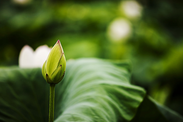 포토 JPG 주간 연꽃 사람없음 야외 아웃포커스 충청남도 꽃봉오리 궁남지 부여 국내포토 자연요소 꽃 고건축 촬영기법 충청도 파일형식