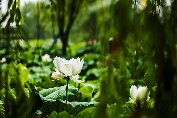 포토 JPG 주간 연꽃 사람없음 야외 아웃포커스 소프트포커스 충청남도 궁남지 부여 국내포토 자연요소 꽃 고건축 촬영기법 충청도 파일형식