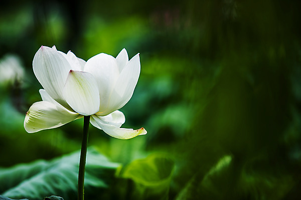 포토 JPG 주간 연꽃 사람없음 야외 소프트포커스 충청남도 궁남지 부여 국내포토 자연요소 꽃 고건축 촬영기법 충청도 파일형식