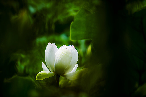 포토 JPG 주간 연꽃 사람없음 야외 소프트포커스 충청남도 궁남지 부여 국내포토 자연요소 꽃 고건축 촬영기법 충청도 파일형식