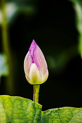 포토 JPG 주간 연꽃 근접촬영 사람없음 야외 충청남도 꽃봉오리 궁남지 부여 국내포토 자연요소 꽃 뷰포인트 고건축 충청도 파일형식