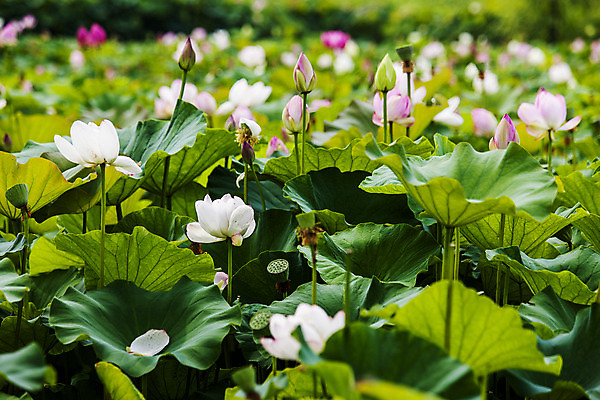 포토 JPG 주간 연꽃 사람없음 야외 충청남도 연잎 꽃봉오리 궁남지 부여 국내포토 자연요소 꽃 고건축 잎 충청도 파일형식