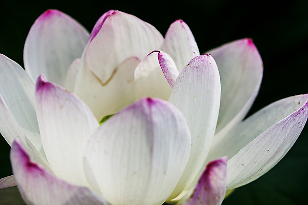포토 JPG 주간 연꽃 근접촬영 사람없음 야외 충청남도 궁남지 부여 국내포토 자연요소 꽃 뷰포인트 고건축 충청도 파일형식