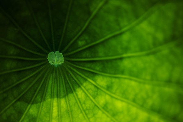 포토 JPG 주간 근접촬영 사람없음 야외 충청남도 연잎 궁남지 부여 국내포토 자연요소 뷰포인트 고건축 잎 충청도 파일형식