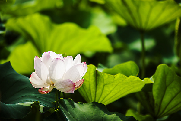 포토 JPG 주간 연꽃 사람없음 야외 아웃포커스 충청남도 연잎 궁남지 부여 국내포토 자연요소 꽃 고건축 잎 촬영기법 충청도 파일형식