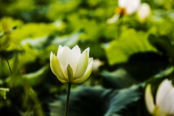 포토 JPG 주간 연꽃 사람없음 야외 아웃포커스 연못 충청남도 연잎 궁남지 부여 국내포토 자연요소 꽃 고건축 잎 촬영기법 충청도 파일형식