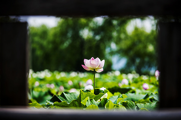 포토 JPG 주간 연꽃 사람없음 야외 아웃포커스 충청남도 연잎 궁남지 부여 국내포토 자연요소 꽃 고건축 잎 촬영기법 충청도 파일형식