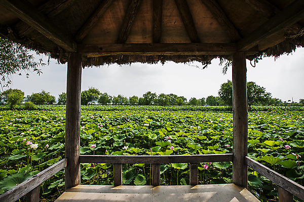포토 JPG 주간 연꽃 사람없음 야외 충청남도 연잎 정자 궁남지 부여 국내포토 자연요소 건축물 꽃 고건축 잎 충청도 파일형식