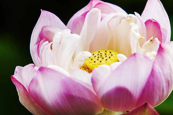 포토 JPG 주간 연꽃 근접촬영 사람없음 야외 충청남도 궁남지 부여 국내포토 자연요소 꽃 뷰포인트 고건축 충청도 파일형식