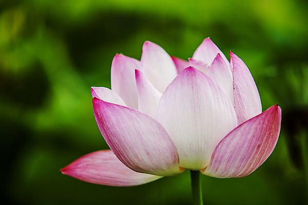 포토 JPG 주간 연꽃 사람없음 야외 아웃포커스 충청남도 궁남지 부여 국내포토 자연요소 꽃 고건축 촬영기법 충청도 파일형식