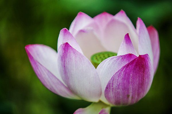 포토 JPG 주간 연꽃 사람없음 야외 아웃포커스 충청남도 궁남지 부여 국내포토 자연요소 꽃 고건축 촬영기법 충청도 파일형식