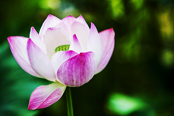 포토 JPG 주간 연꽃 사람없음 야외 아웃포커스 충청남도 궁남지 부여 국내포토 자연요소 꽃 고건축 촬영기법 충청도 파일형식