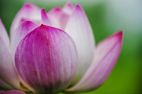 포토 JPG 주간 연꽃 근접촬영 사람없음 야외 아웃포커스 충청남도 궁남지 부여 국내포토 자연요소 꽃 뷰포인트 고건축 촬영기법 충청도 파일형식