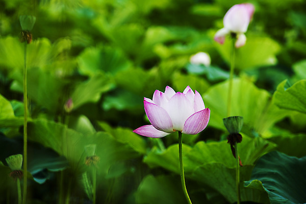 포토 JPG 주간 연꽃 사람없음 야외 아웃포커스 충청남도 연잎 궁남지 부여 국내포토 자연요소 꽃 고건축 잎 촬영기법 충청도 파일형식