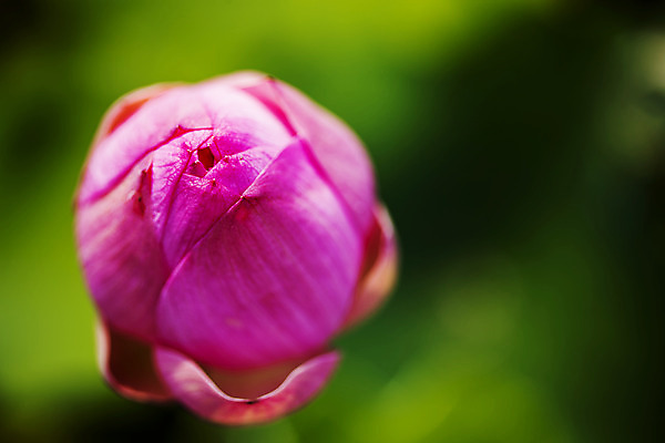 포토 JPG 주간 연꽃 사람없음 야외 아웃포커스 충청남도 꽃봉오리 궁남지 부여 국내포토 자연요소 꽃 고건축 촬영기법 충청도 파일형식
