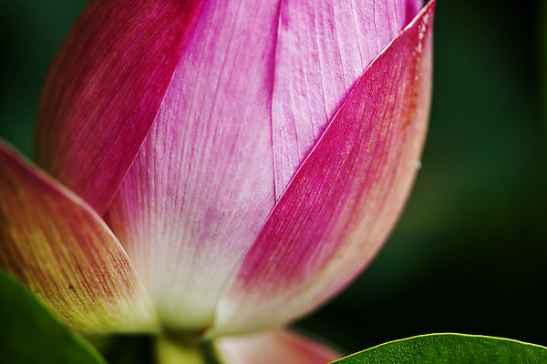 포토 JPG 주간 연꽃 근접촬영 사람없음 야외 아웃포커스 충청남도 궁남지 부여 국내포토 자연요소 꽃 뷰포인트 고건축 촬영기법 충청도 파일형식