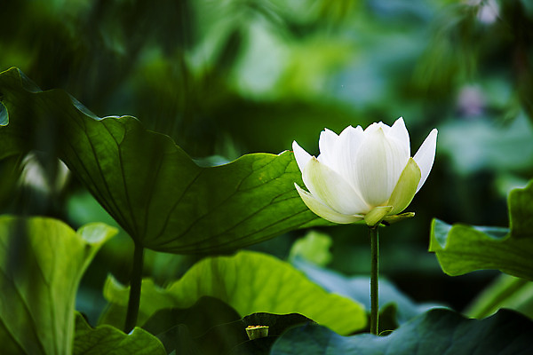 포토 JPG 주간 연꽃 사람없음 야외 아웃포커스 충청남도 연잎 궁남지 부여 국내포토 자연요소 꽃 고건축 잎 촬영기법 충청도 파일형식