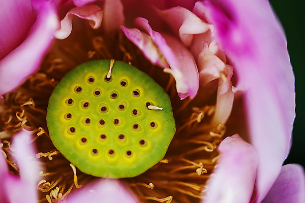 포토 JPG 주간 연꽃 근접촬영 사람없음 야외 충청남도 암술 궁남지 꽃수술 부여 국내포토 자연요소 꽃 뷰포인트 고건축 꽃술_꽃 충청도 파일형식