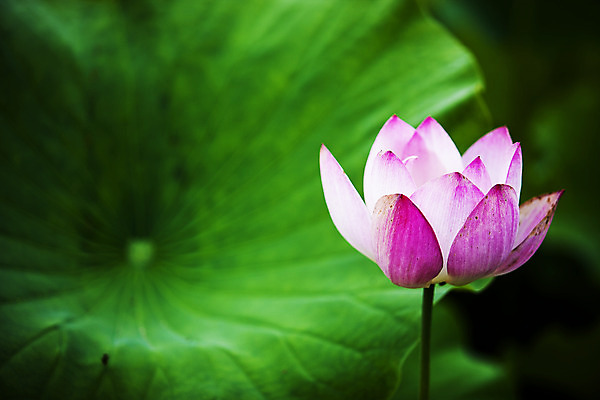 포토 JPG 주간 연꽃 사람없음 야외 충청남도 연잎 궁남지 부여 국내포토 자연요소 꽃 고건축 잎 충청도 파일형식