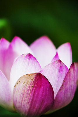 포토 JPG 주간 연꽃 근접촬영 사람없음 야외 아웃포커스 충청남도 궁남지 부여 국내포토 자연요소 꽃 뷰포인트 고건축 촬영기법 충청도 파일형식