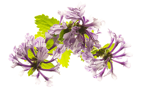 포토 JPG 해외이미지 꽃 나뭇잎 사람없음 흰배경 해외포토 식물 백그라운드 잎 흰색 파일형식