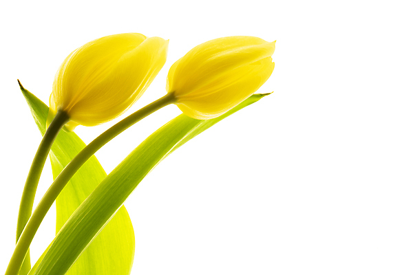 포토 JPG 해외이미지 잎 사람없음 튤립 흰배경 해외포토 식물 꽃 백그라운드 흰색 파일형식