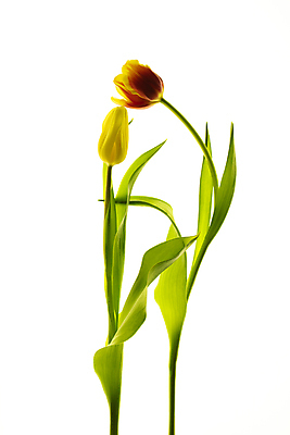 포토 JPG 해외이미지 줄기 잎 사람없음 튤립 해외포토 식물 꽃 파일형식