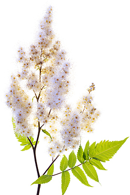 포토 JPG 해외이미지 나뭇잎 사람없음 벚꽃 나뭇가지 해외포토 나무 꽃 잎 파일형식