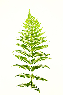 포토 JPG 해외이미지 식물 잎 사람없음 해외포토 파일형식