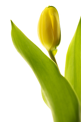 포토 JPG 해외이미지 줄기 잎 근접촬영 사람없음 튤립 해외포토 식물 꽃 뷰포인트 파일형식