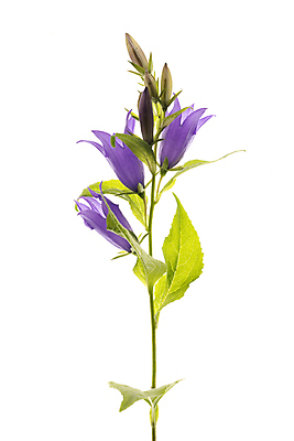 포토 JPG 해외이미지 꽃 줄기 잎 사람없음 블루벨 해외포토 식물 파일형식